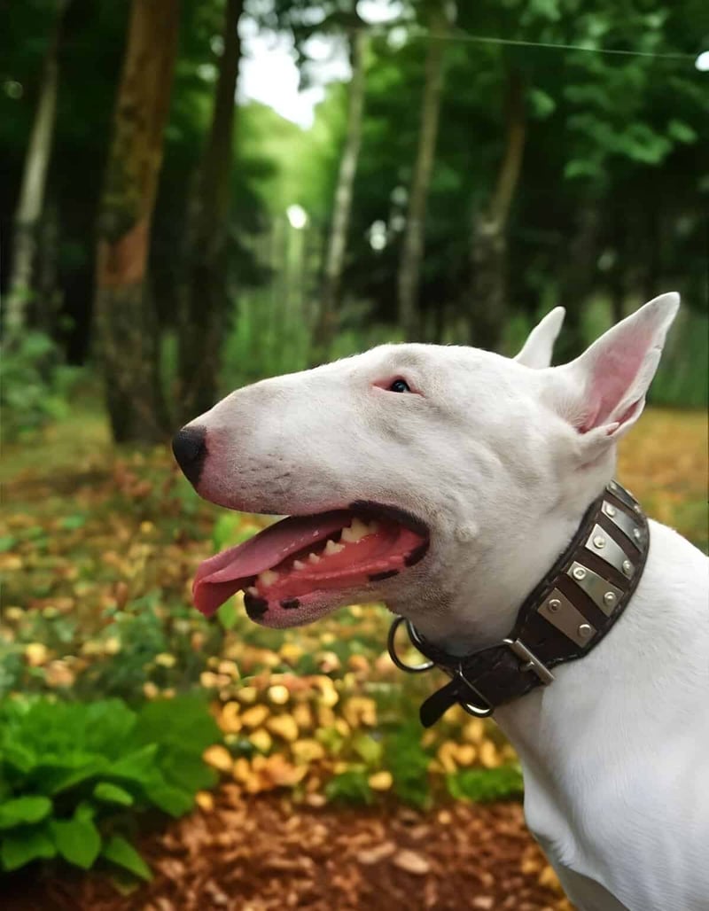 Happy white Bull Terrier dog with open mouth and collar, in a forest park during daytime.