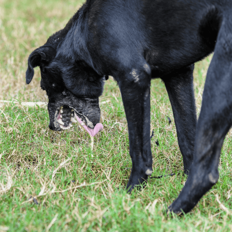 Dog playing and licking grass in a green field, showcasing pet care and dog fun.