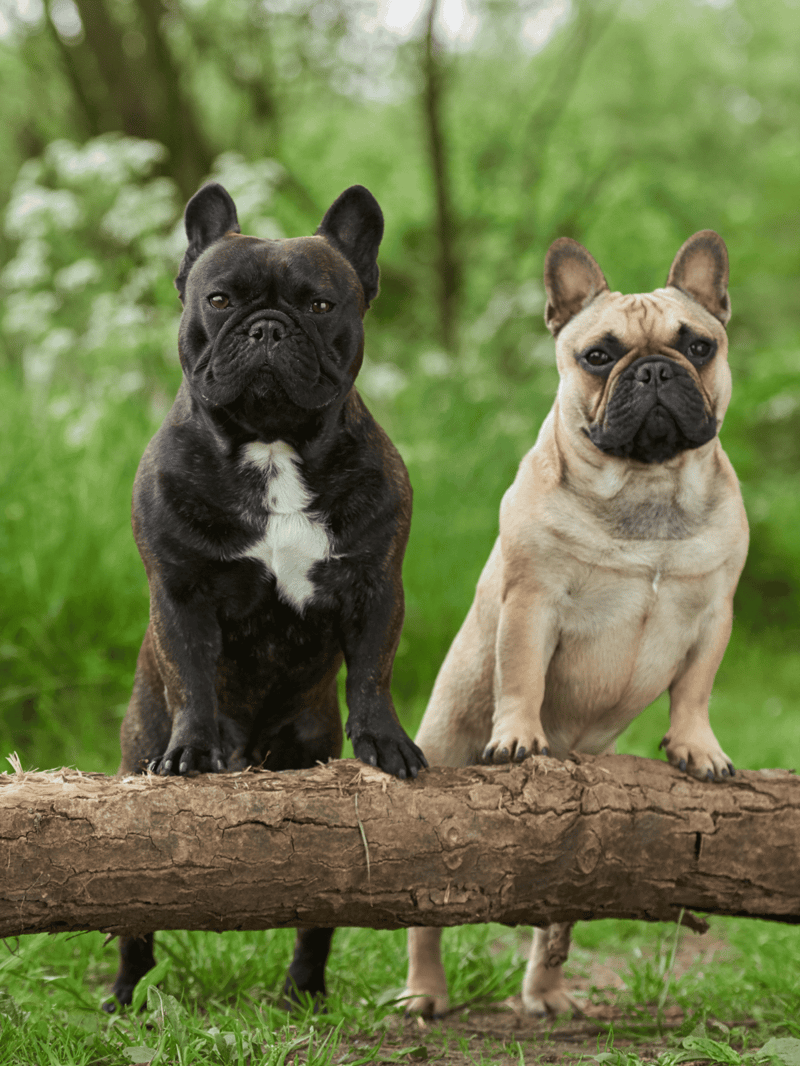 French Bulldog puppies sitting on a log in a lush green forest outdoors.