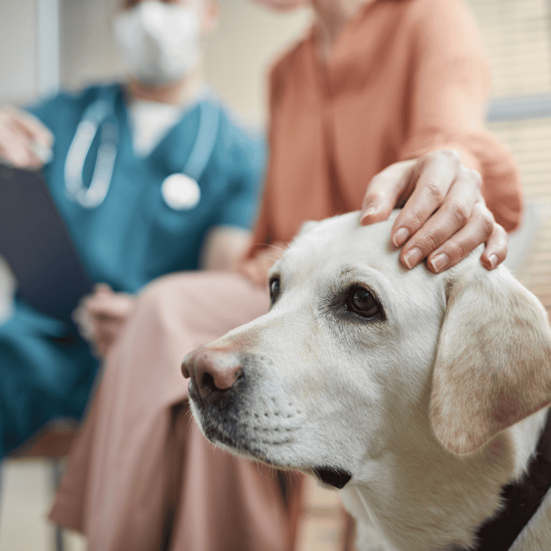 Dogfix.com offers expert veterinary care, grooming, and wellness services for dogs.