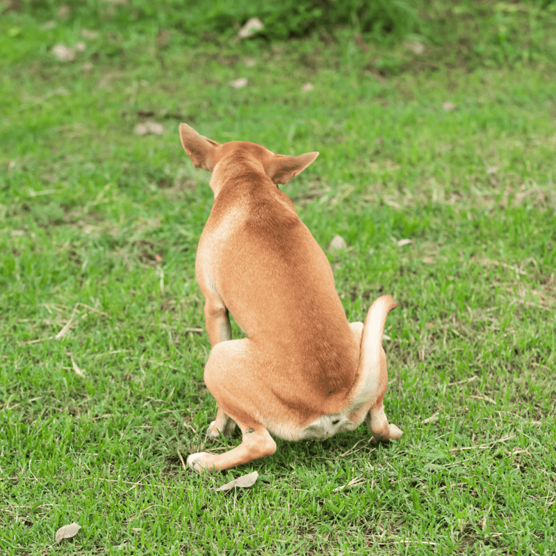 Adorable dog sitting on green grass in backyard, enjoying outdoor playtime and fresh air.