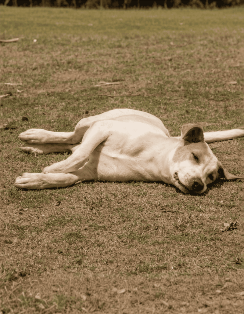 Dog lying peacefully on the ground outdoors.