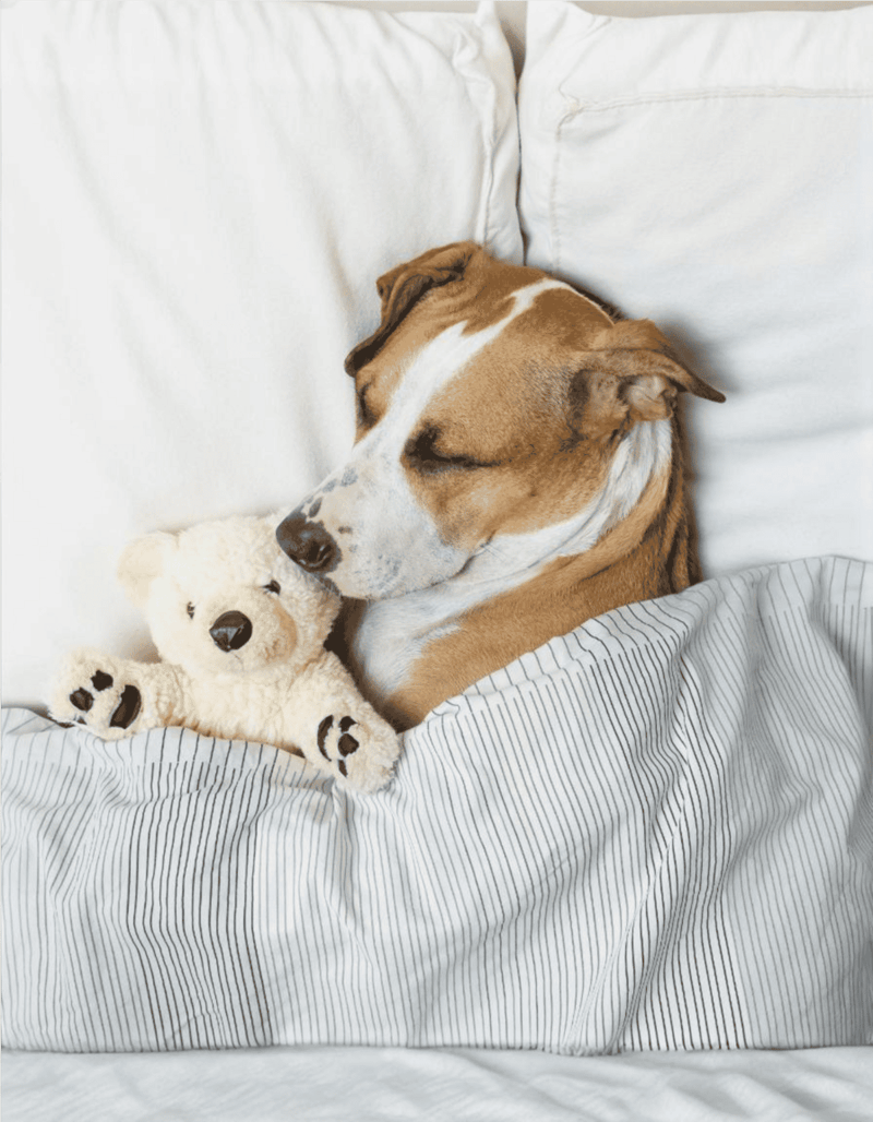 Cute dog peacefully resting with plush teddy toy on soft bedding.