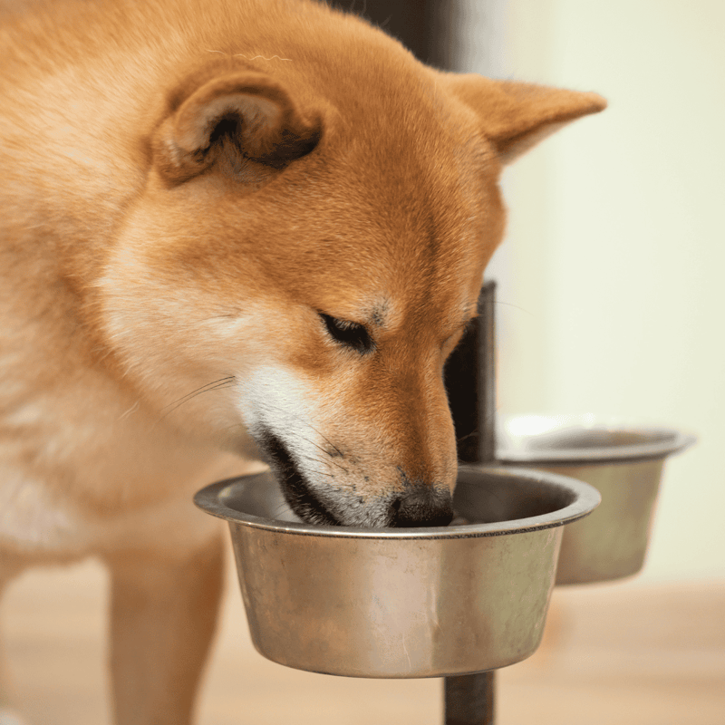 Close-up of a Shiba Inu eating from a stainless steel dog food bowl.