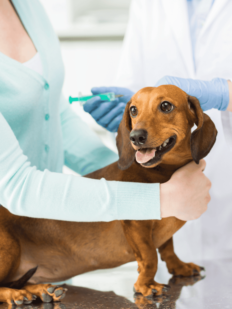 Healthy dog being vaccinated at veterinary clinic.
