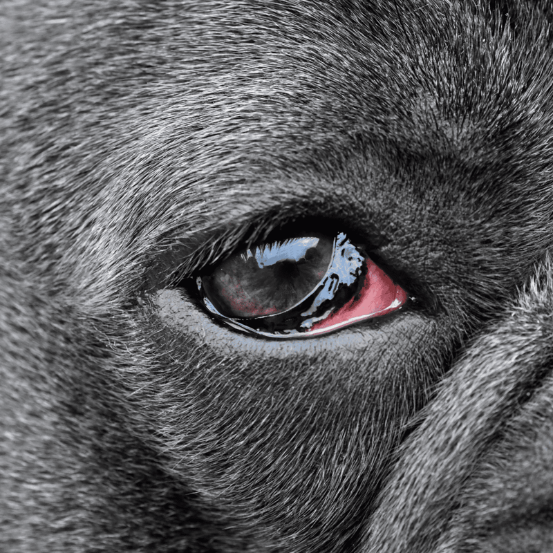 Close-up of a cute pug puppy's eye showing details of the eyelid, fur, and reflection in the eye.