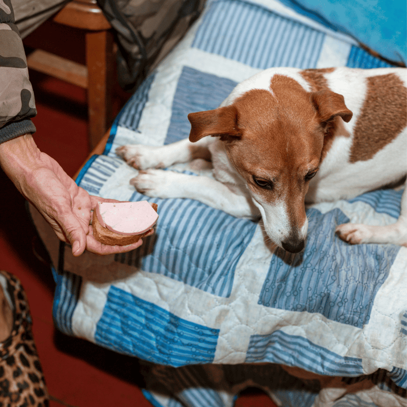 Dog getting a grooming treatment on a quilted bed, focused on hygiene and health.