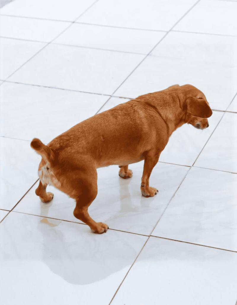 Dachshund dog standing on white tile floor, classic pet look.