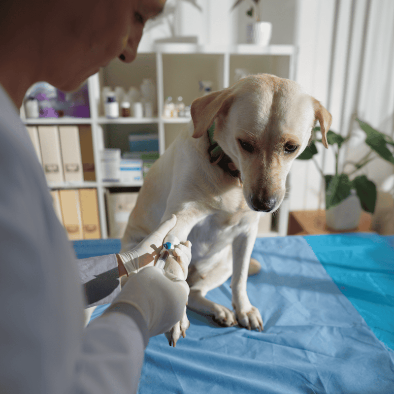 Veterinarian giving a vaccine shot to a dog in a clinical setting, promoting pet health care.