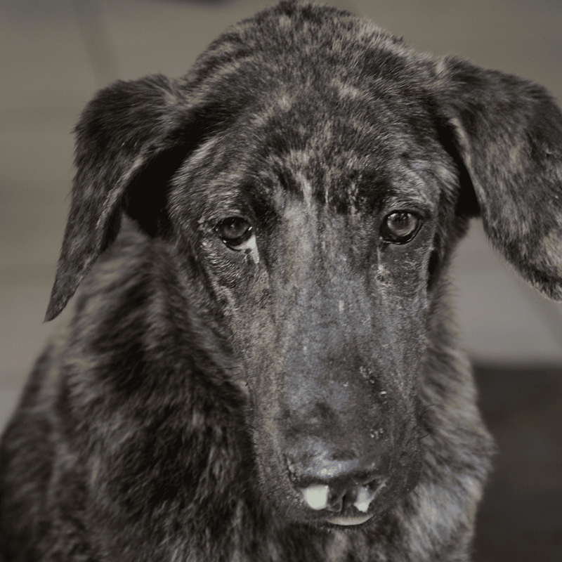 A heartfelt image of a distressed brindle-coated dog with teary eyes, highlighting the importance of rescue and care for abandoned dogs.