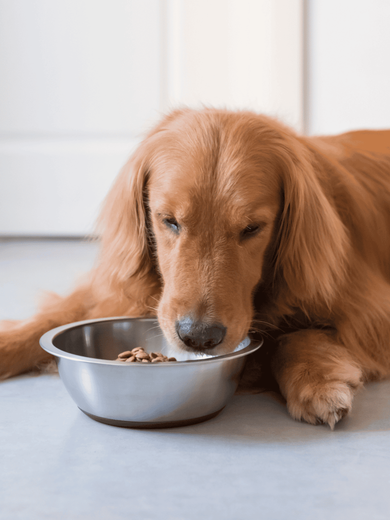 Golden retriever dog eating food from metal bowl relaxing on the floor, pet feeding and nutrition, healthy dog lifestyle.