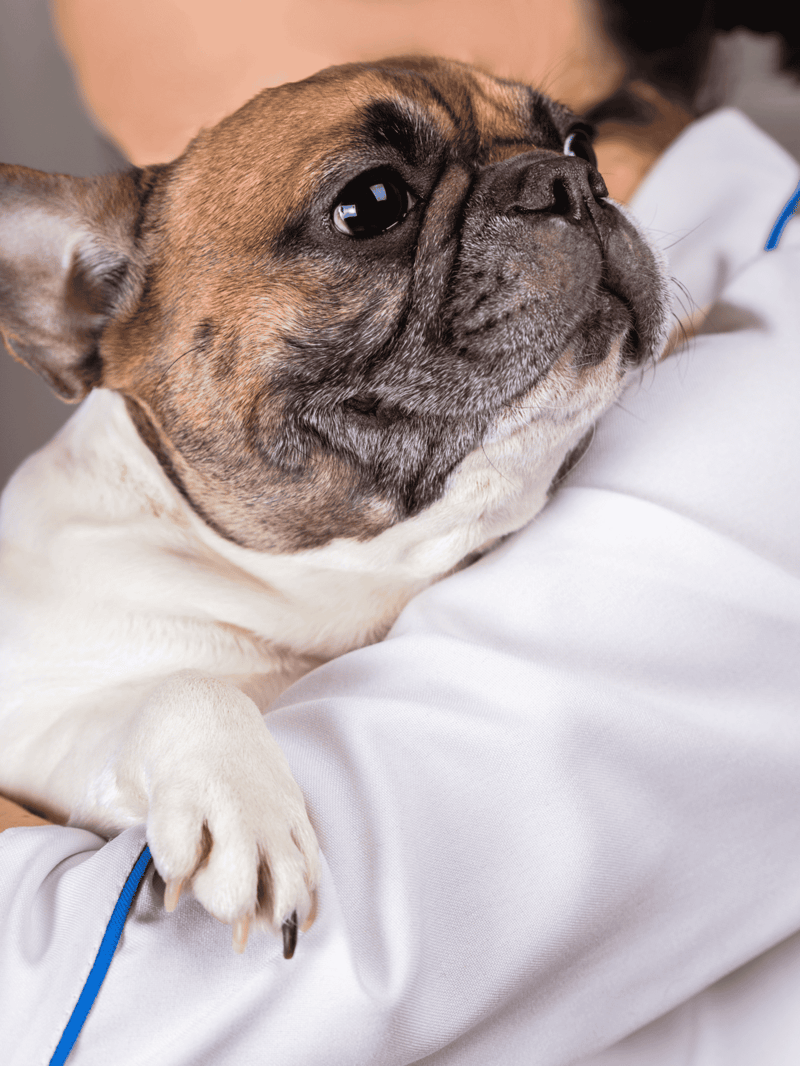 French Bulldog receiving veterinary care for health checkup.