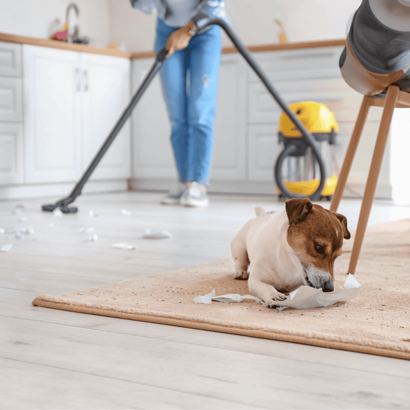 Alt text: Dog chewing paper on floor while owner cleans in kitchen.