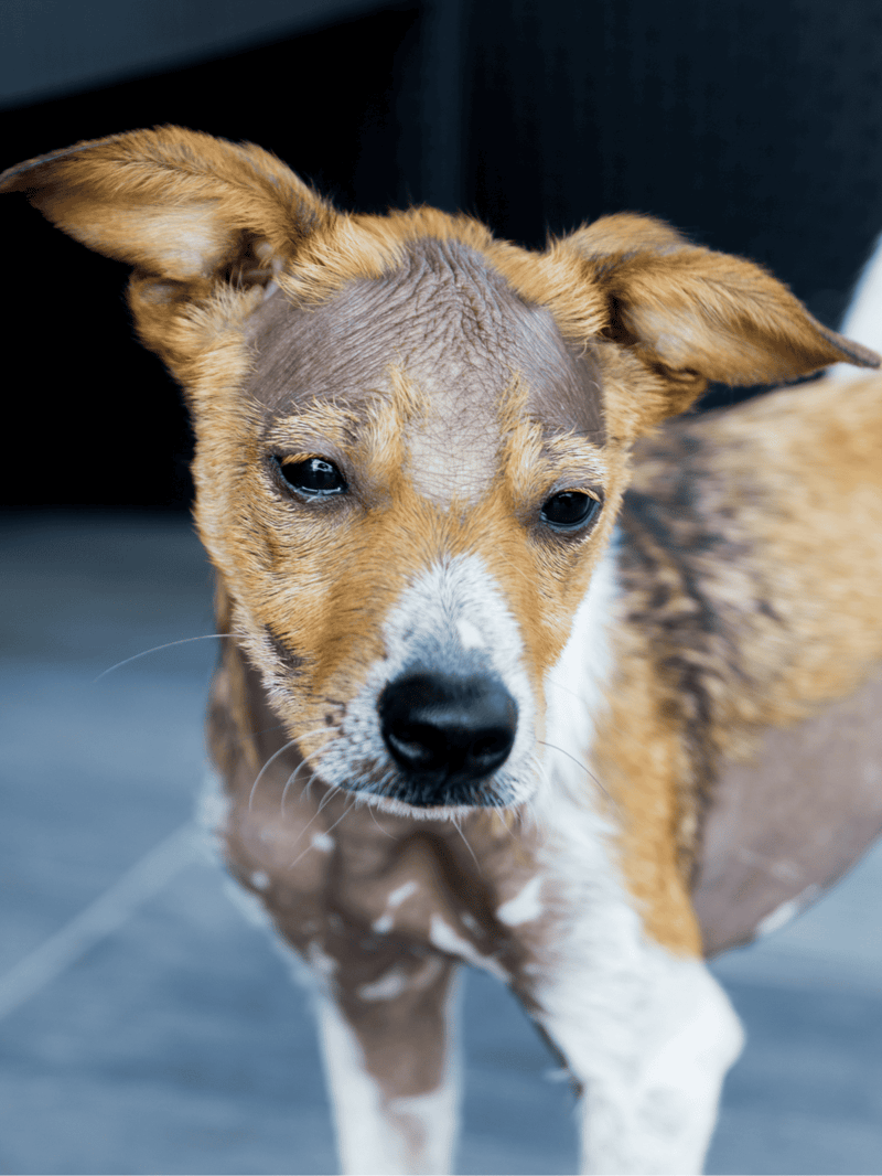Adorable dog with distinctive head markings, perfect for pet care and dog breeding services.