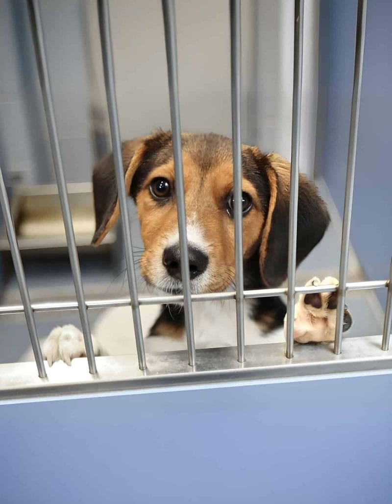 Adorable puppy in a shelter, looking out through kennel bars, seeking love and care.