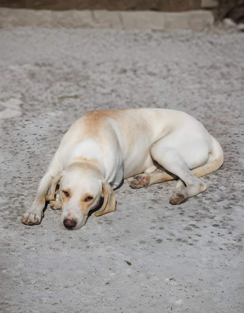Dog lying on concrete surface, peaceful Labrador Retriever resting.