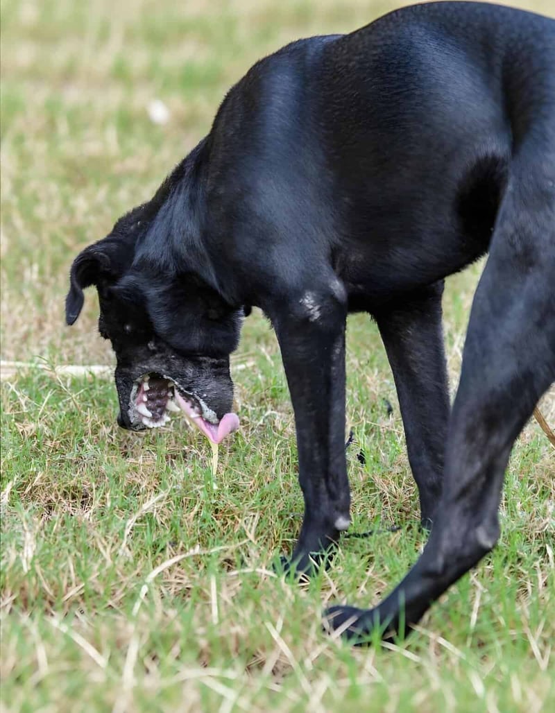 Dogfix.com provides expert dog care and training tips.