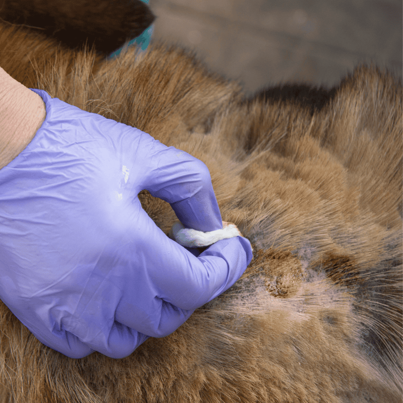 Vet applying flea medication to a cat’s skin.