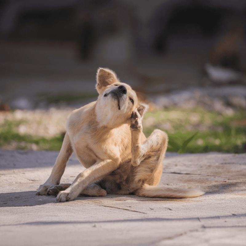 Dog licking itself, grooming activity, outdoor setting, playful pet care.