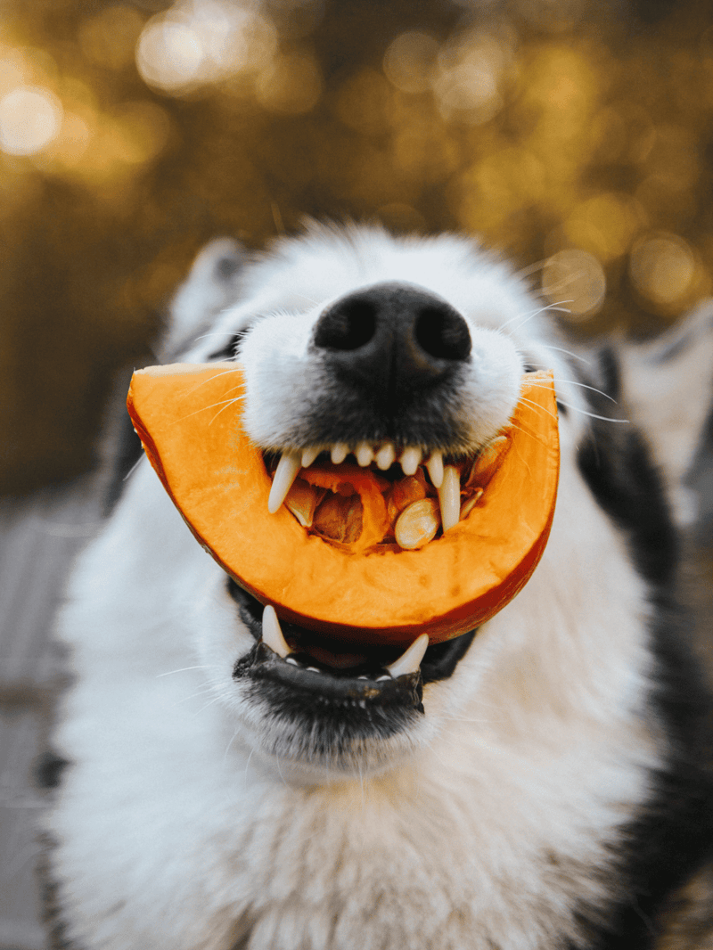 Dog holding pumpkin, cute and playful pet, perfect for fall, Halloween, pet care, dog entertainment, fall photos.