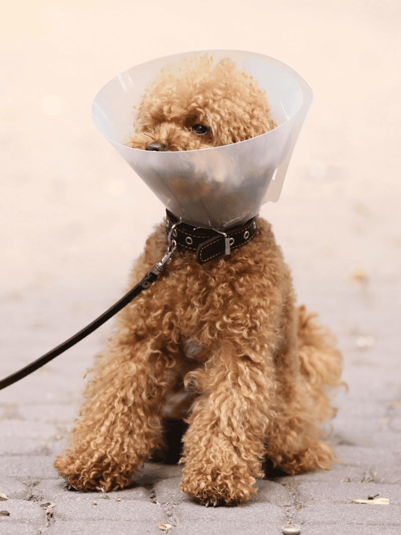Adorable poodle dog wearing a protective cone, suited for pet health and vet visits.