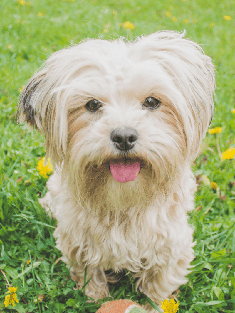 Adorable small dog with fluffy, cream-colored fur, happy expression, tongue out, sitting in a lush grassy area with flowers.