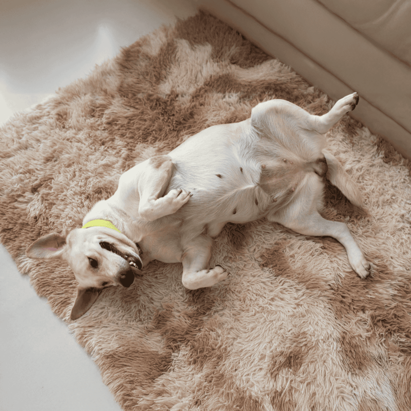 Dog lying on back, showing belly, on cozy furry rug.