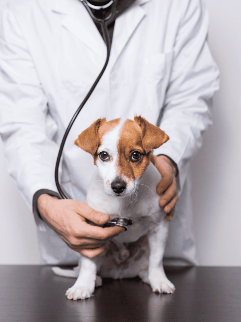 Vet examining adorable small dog with stethoscope.
