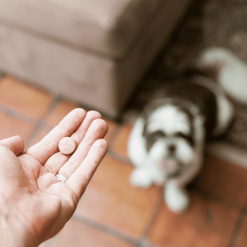 Dog medication supplement pill in hand.