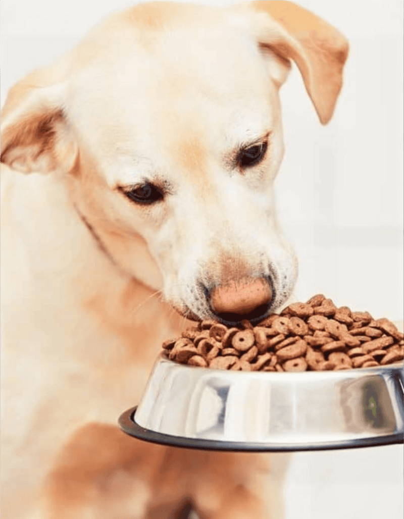 Dog eating from a stainless steel food bowl filled with kibble, healthy pet food for dogs.