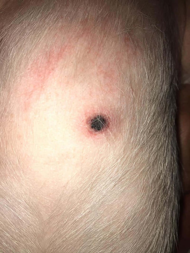 Close-up of a dog’s belly showing a black spot and skin irritation, indicating a possible skin infection or wound.