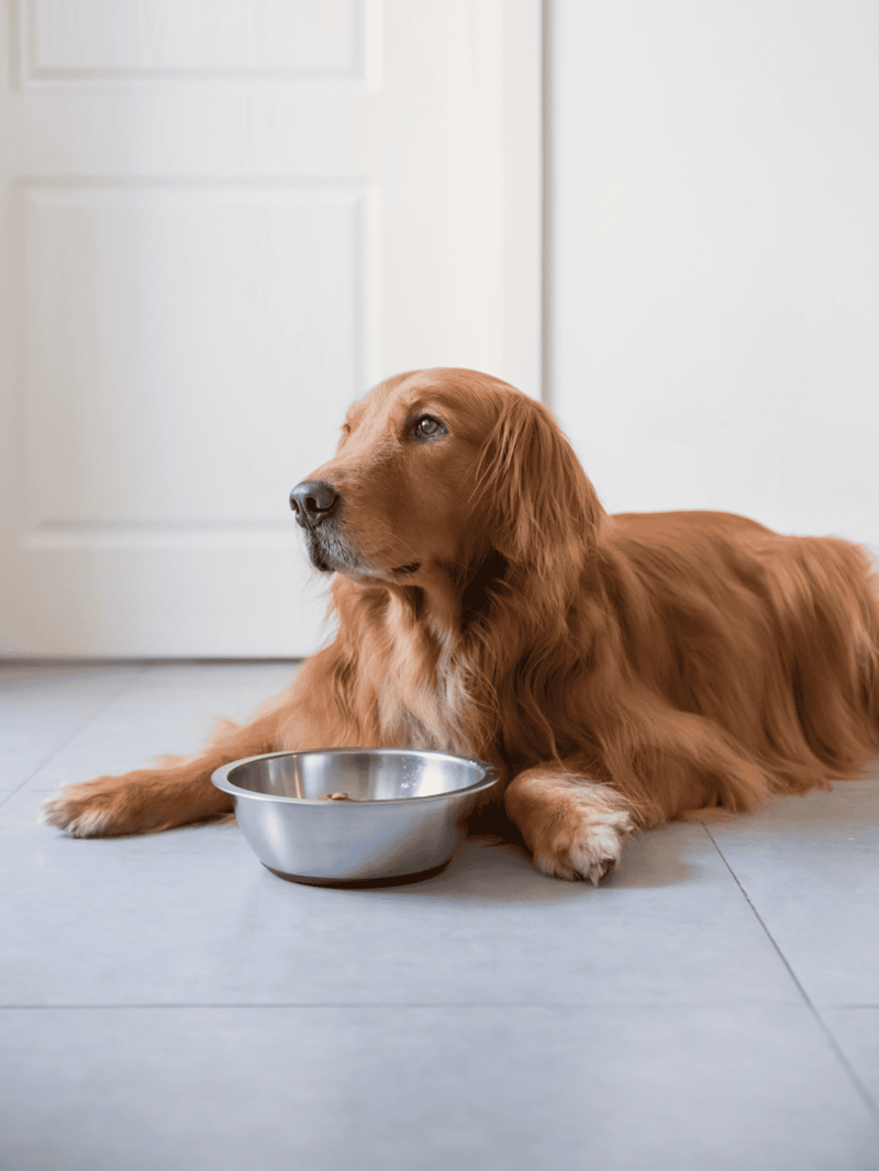 Dog eating from a bowl, adorable retriever dog resting in home with food bowl.