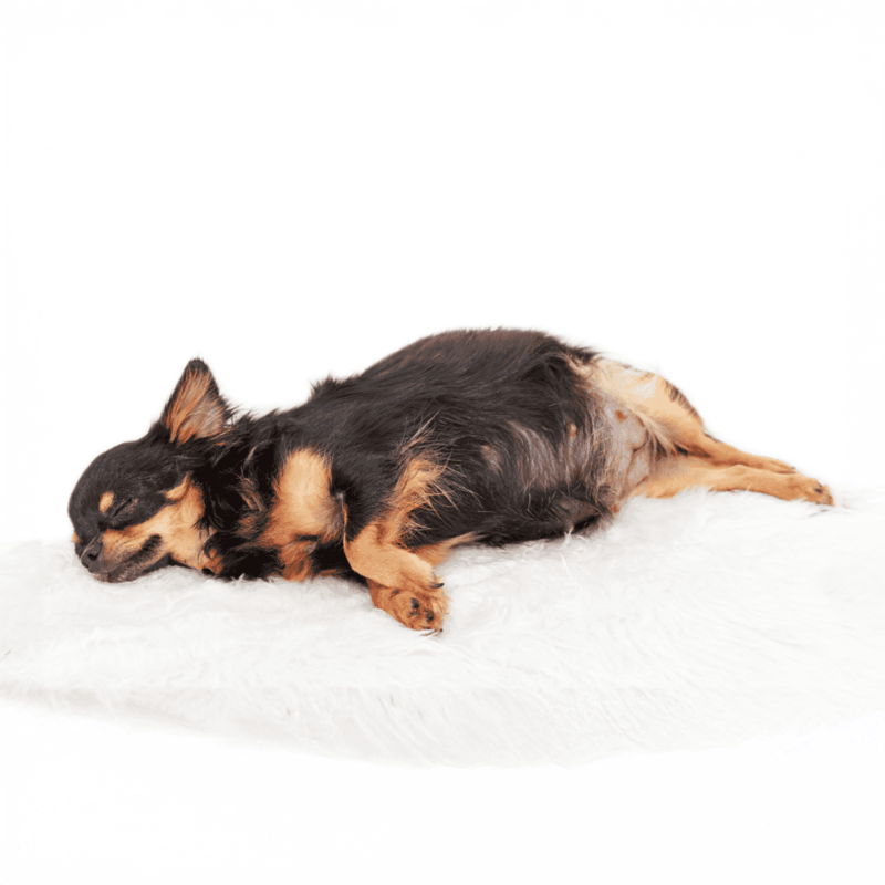 Adorable small dog sleeping peacefully on white fluffy bedding.