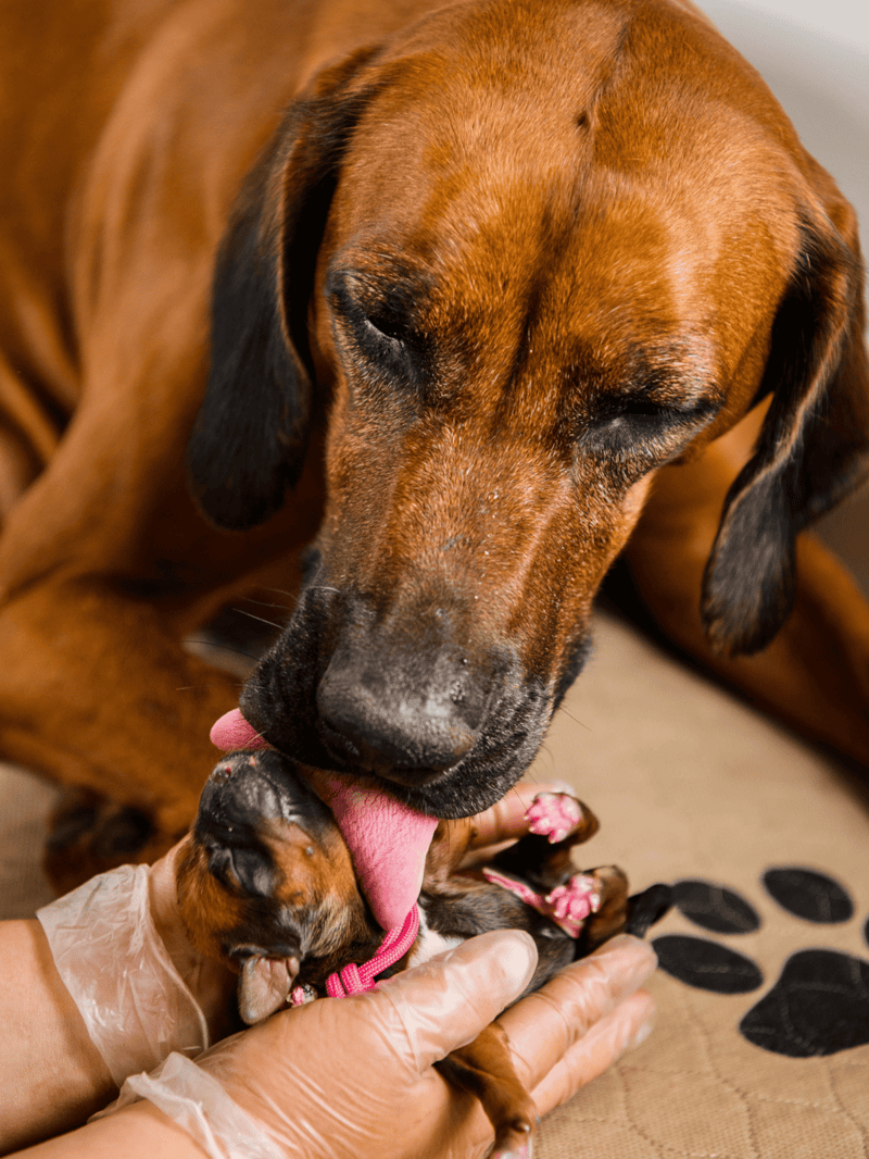 Adorable adult dog caring for tiny puppy with doctor’s gloves, highlighting pet health and puppy care services.