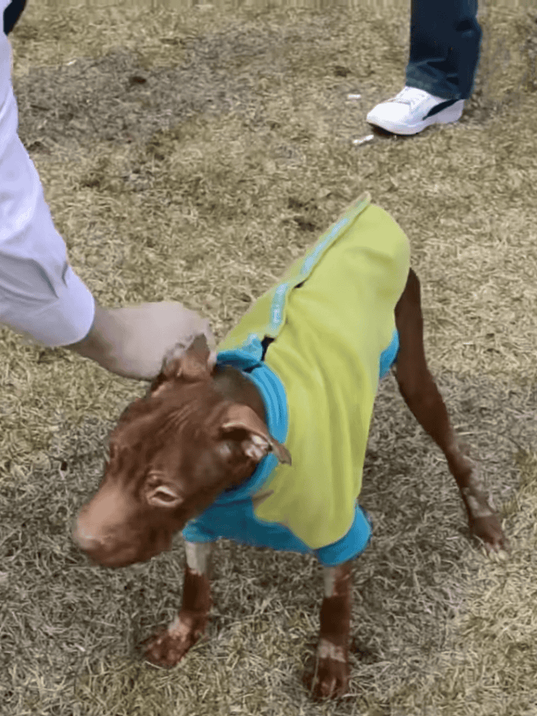 Dog wearing a green and blue hoodie, giving paw at a park or outdoor setting.