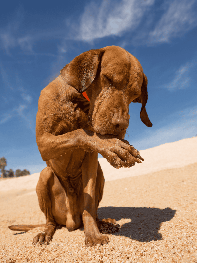 Dog enjoying sandy beach, outdoor activity, sunny weather, and nature setting.