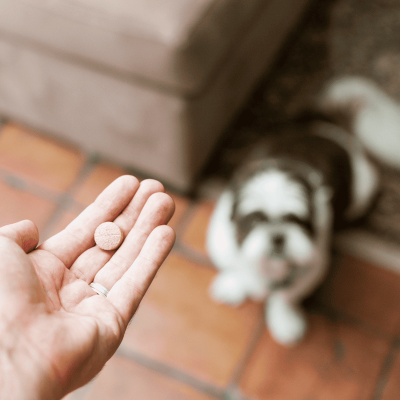 Dog supplement in hand for pet health.
