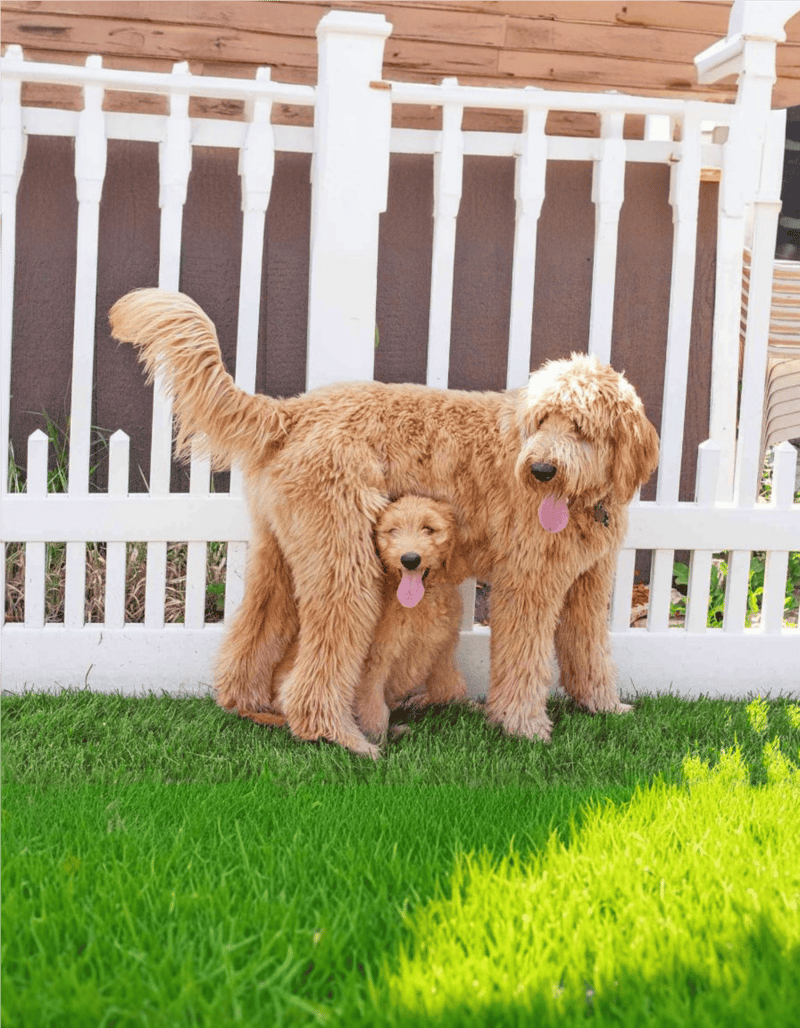 Dogs with fluffy golden coats, standing on green grass with a white picket fence in the background.