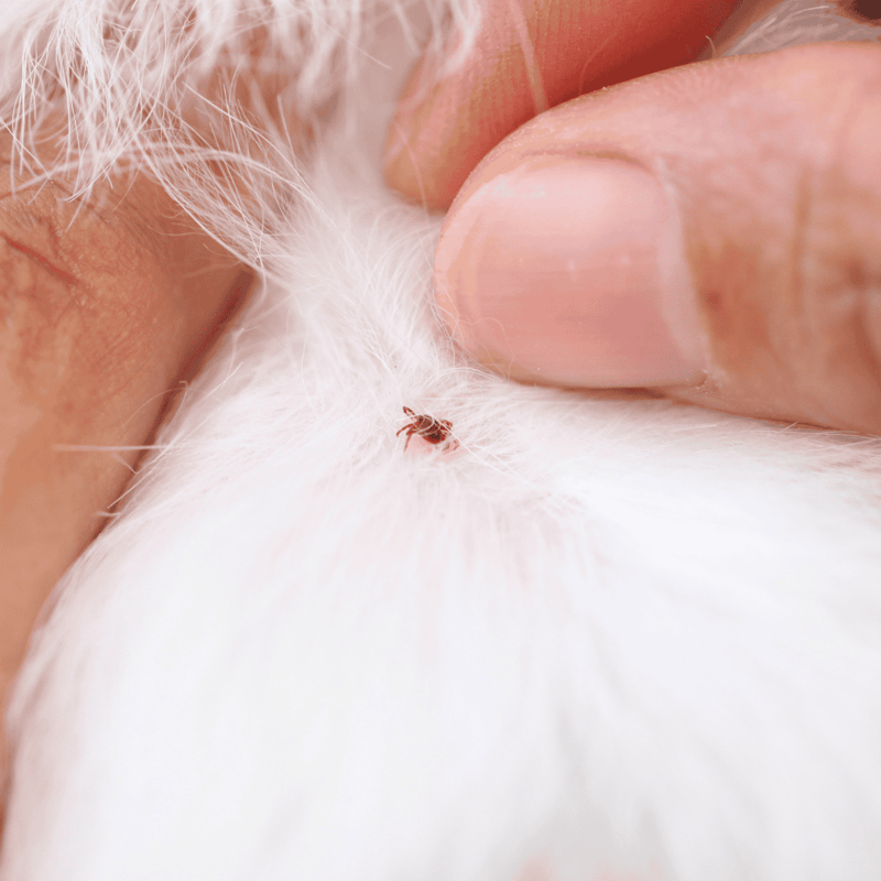 Close-up of person removing a tick from a dog's skin with fingers.