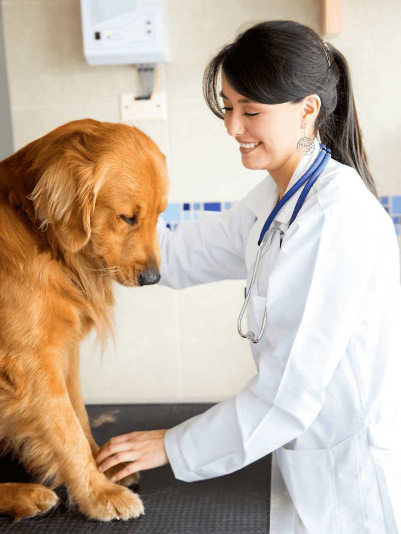 Vet examining a happy golden retriever dog at clinic.