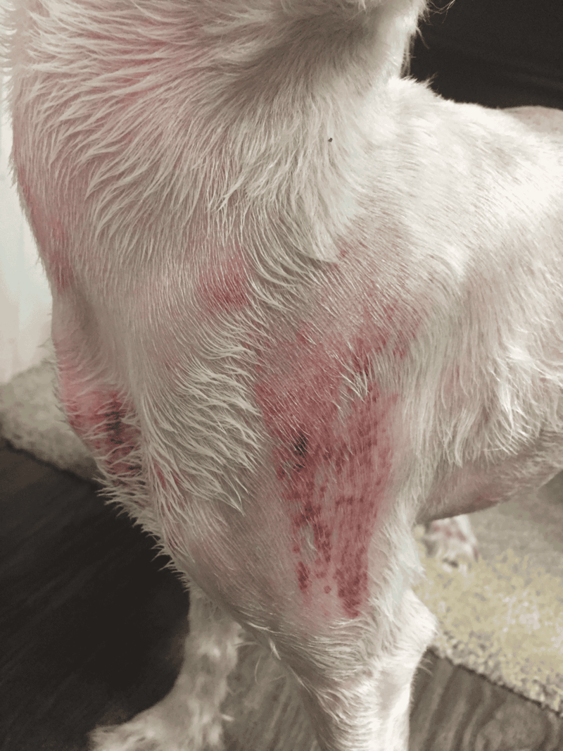 Close-up of a dog’s red, inflamed skin caused by scratching or allergies.
