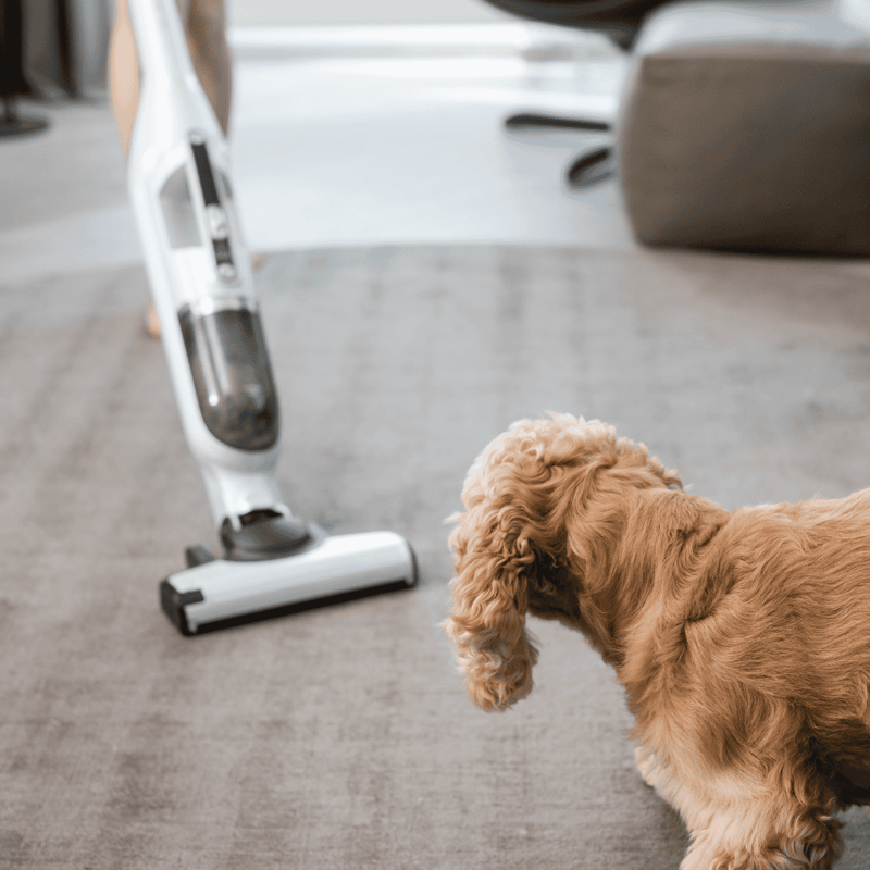 Cocker Spaniel puppy watching vacuum cleaner in action indoors.