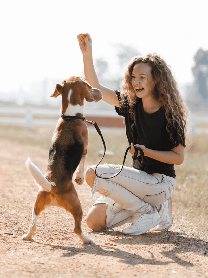Happy woman training her energetic beagle puppy with tricks.