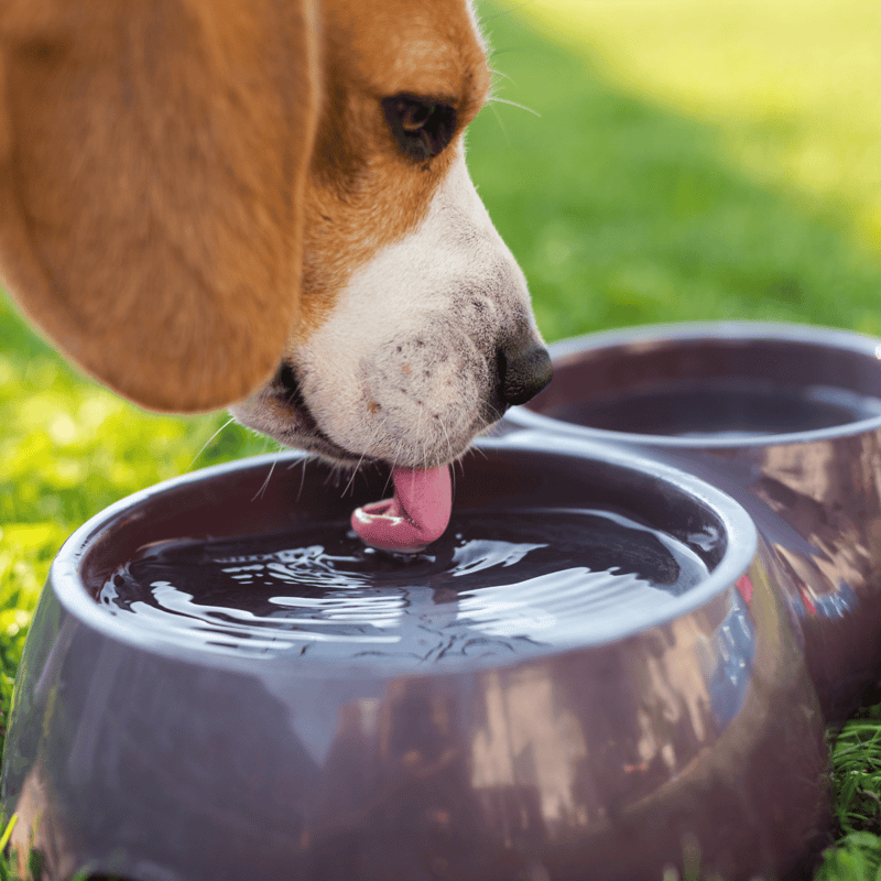 Dog drinking water from a bowl in the garden for hydration and health.