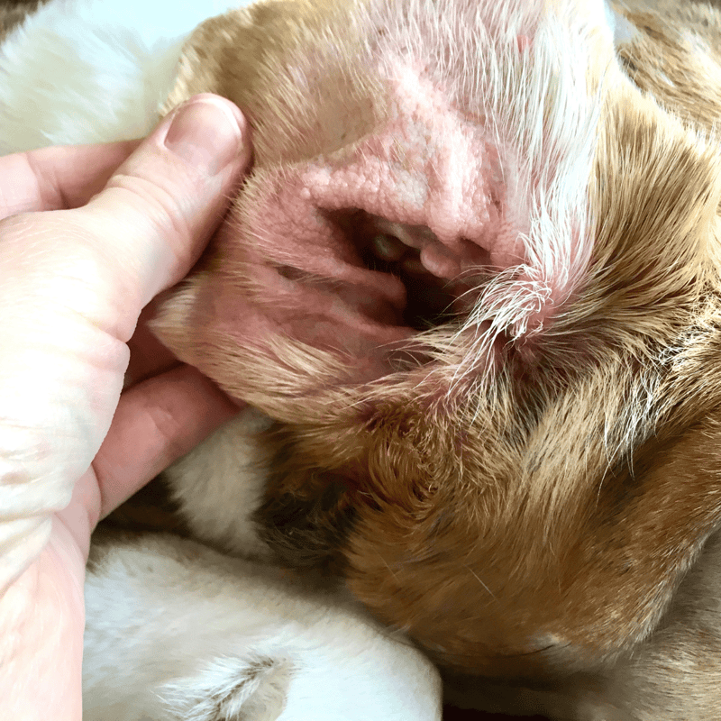 Allergy relief for dogs' skin conditions.