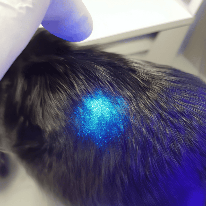 High-tech laser treatment for canine health and pain relief. Safe, quick, effective therapy for pets.
