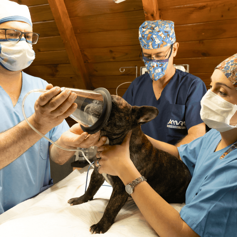 Vet team administering anesthesia to dog during surgery or dental procedure.