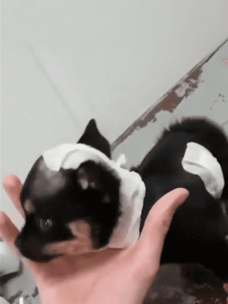 Adorable black and white puppy being held gently.
