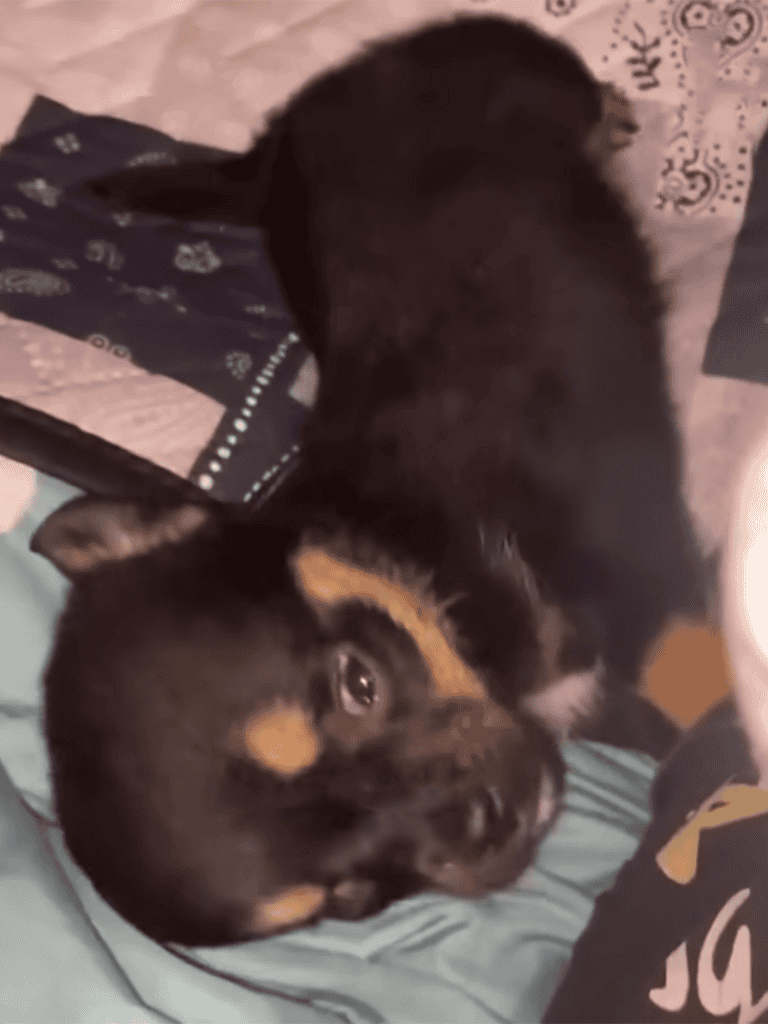 Adorable puppy lying comfortably on bedding, showcasing relaxation and cuteness.