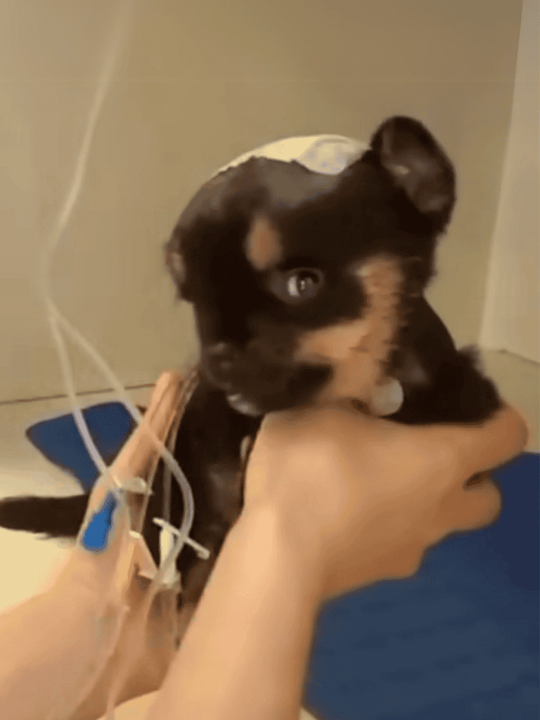 Cute puppy being examined by veterinarian for health checkup.
